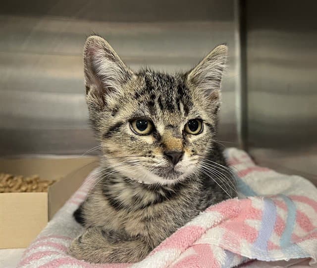 Orbit - Domestic Short Hair