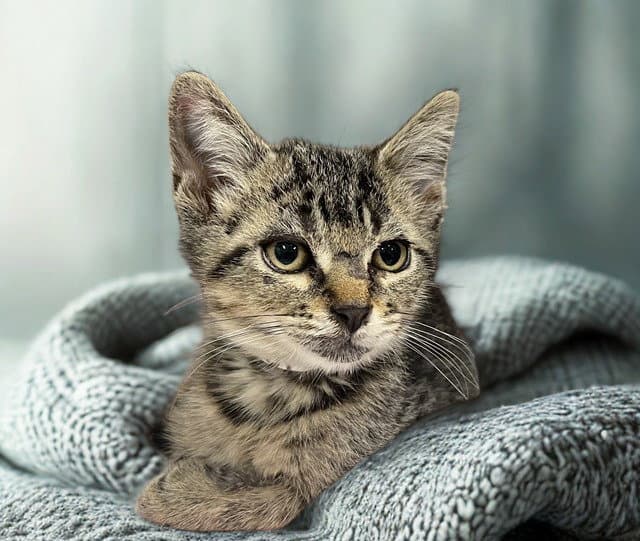 Orbit - Domestic Short Hair