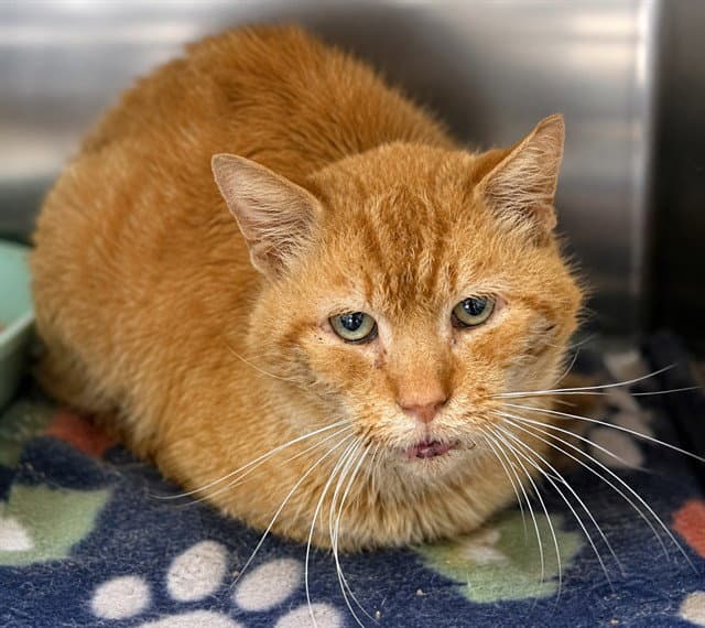 Tigger - Domestic Short Hair