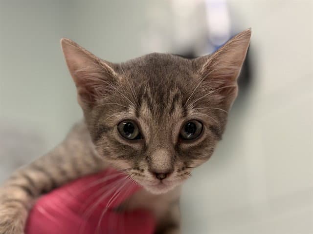Unknown - Domestic Short Hair