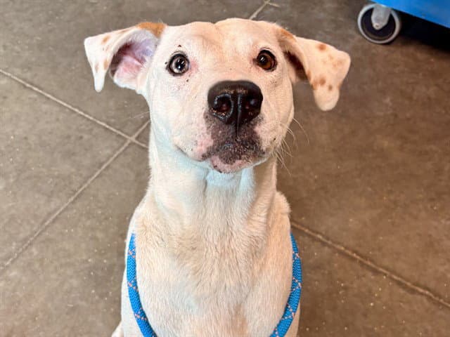 Eliza - American Bulldog