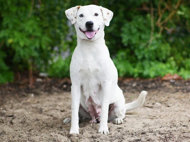 Eliza - Labrador Retriever