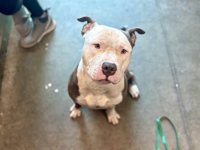 Carter - American Bulldog