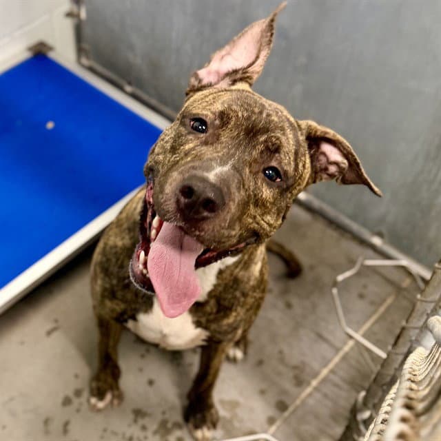 Tyler - Plott Hound