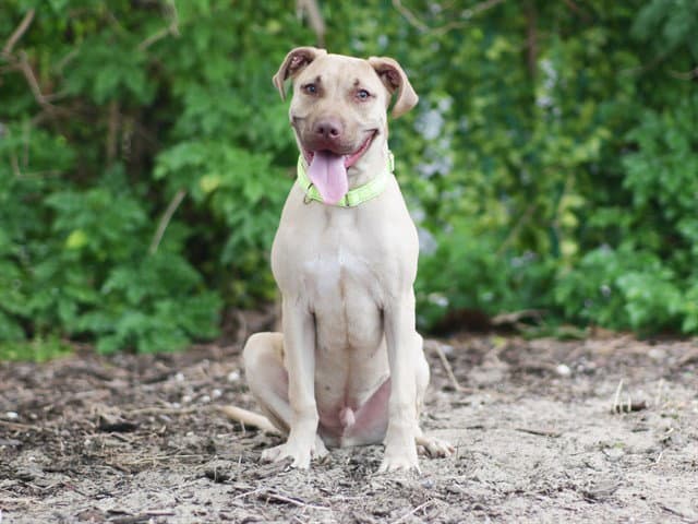 Tanner - Black Mouth Cur