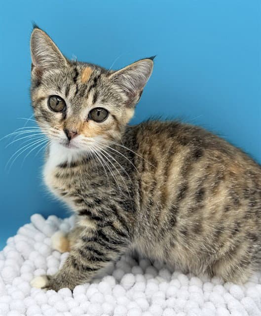 Chai - Domestic Short Hair