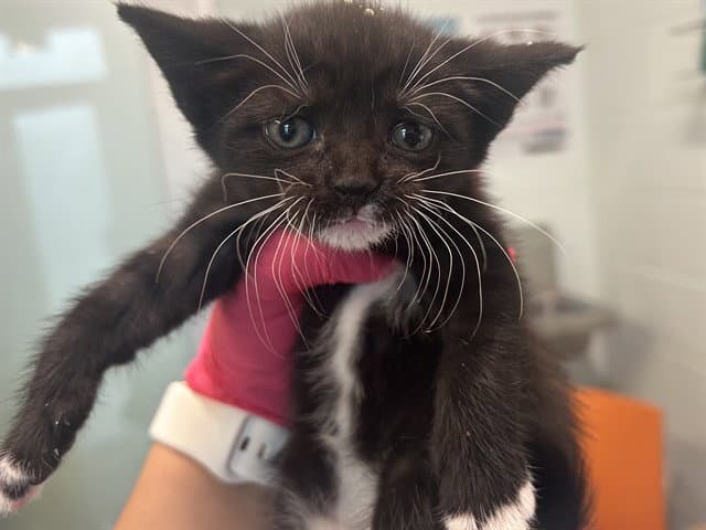 Unknown - Domestic Short Hair