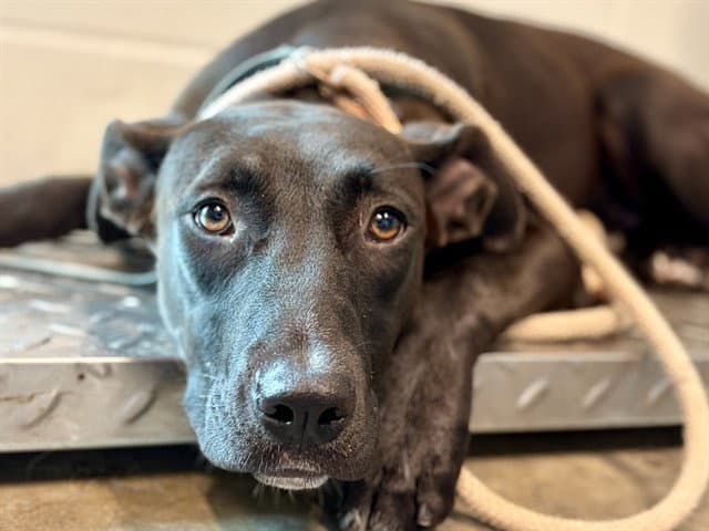 Unknown - Labrador Retriever