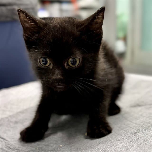 Fructose - Domestic Short Hair