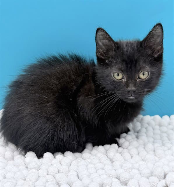 Fructose - Domestic Short Hair