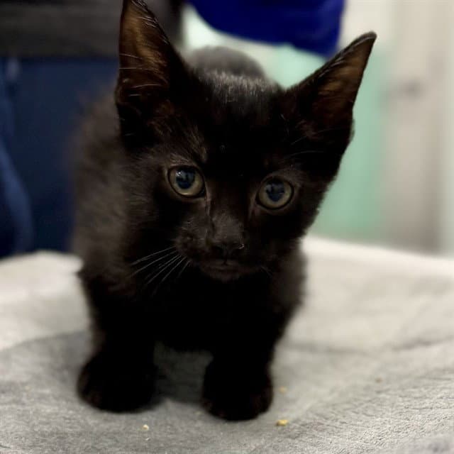 Carmella - Domestic Short Hair