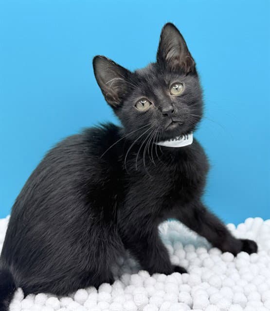 Carmella - Domestic Short Hair