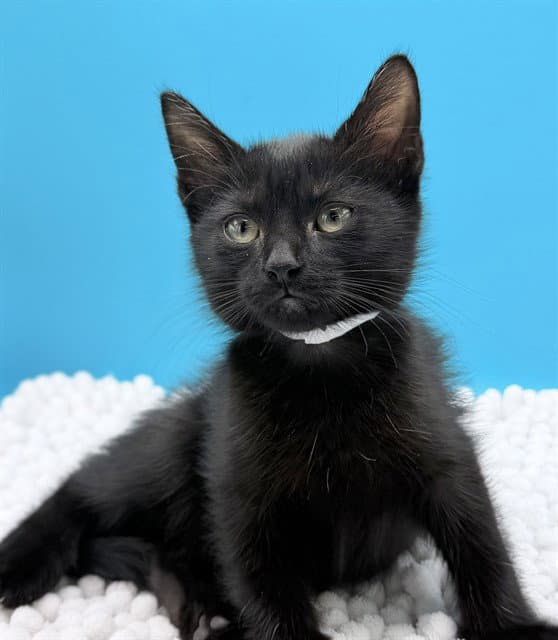 Wafer - Domestic Short Hair