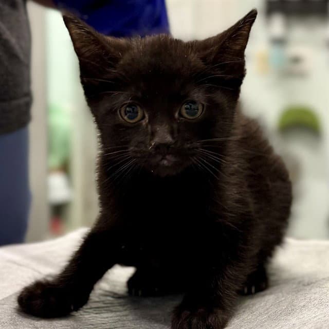 Leopold - Domestic Short Hair