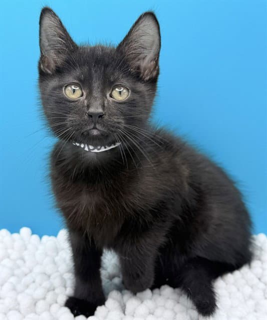 Leopold - Domestic Short Hair
