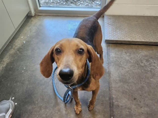 Unknown - American Foxhound