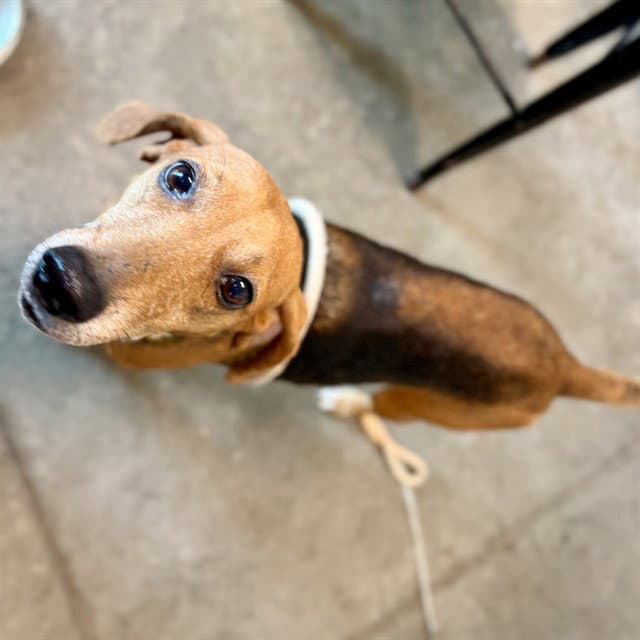 Unknown - American Foxhound