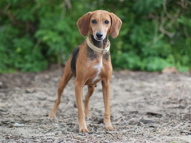Unknown - American Foxhound