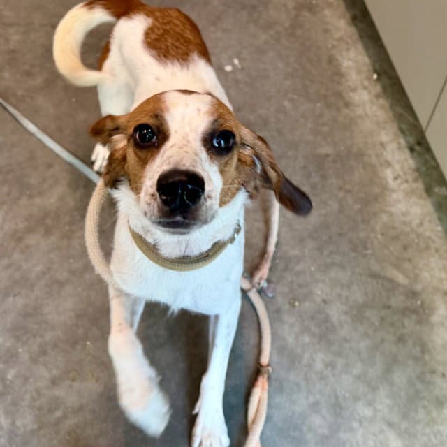 Unknown - American Foxhound
