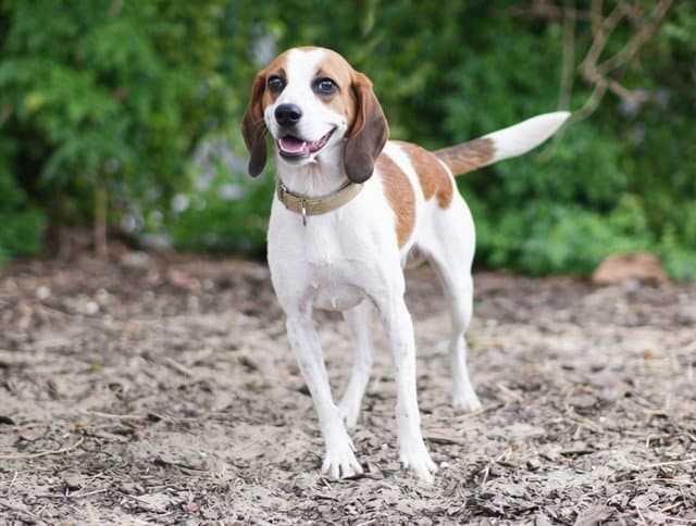 Unknown - American Foxhound
