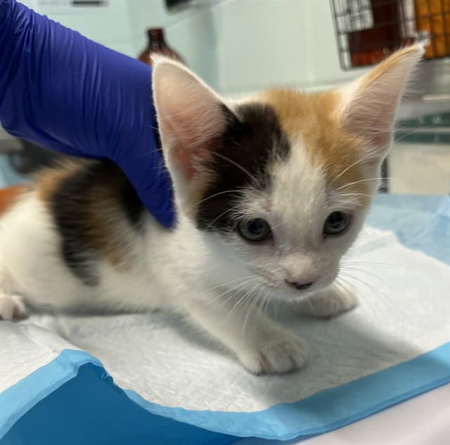 Trudy - Domestic Short Hair