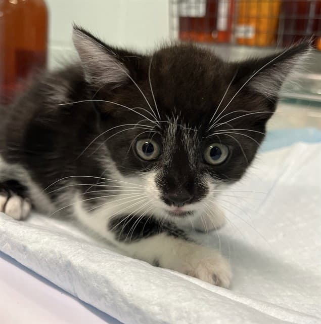 Patton - Domestic Short Hair