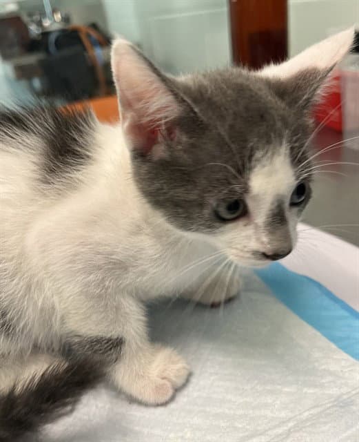 Oswald - Domestic Short Hair
