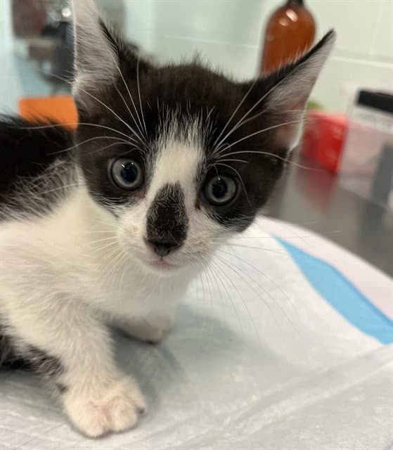 Baldwin - Domestic Short Hair