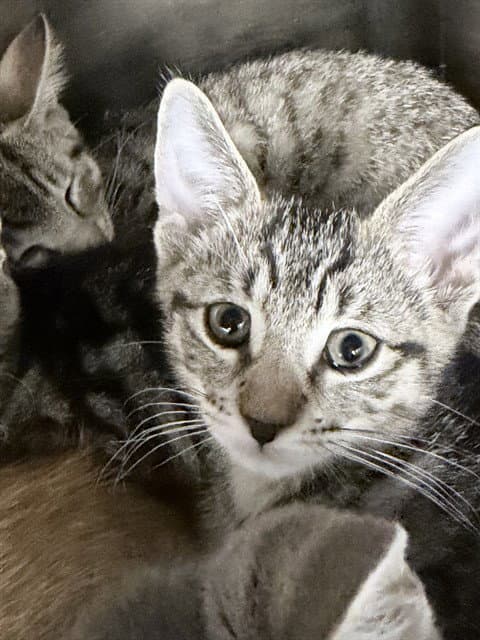 Unknown - Domestic Short Hair