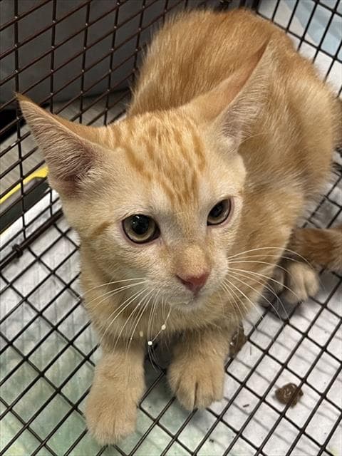 Rusty - Domestic Short Hair