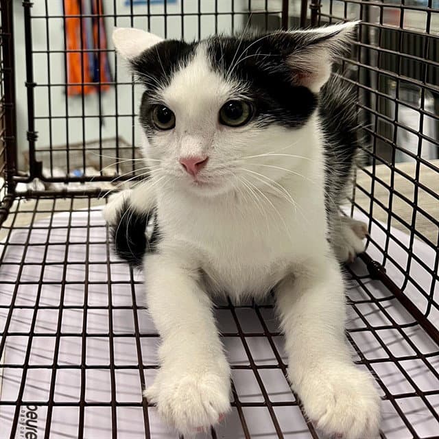 Inca - Domestic Short Hair