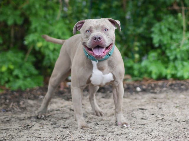 Alfalfa - American Bulldog