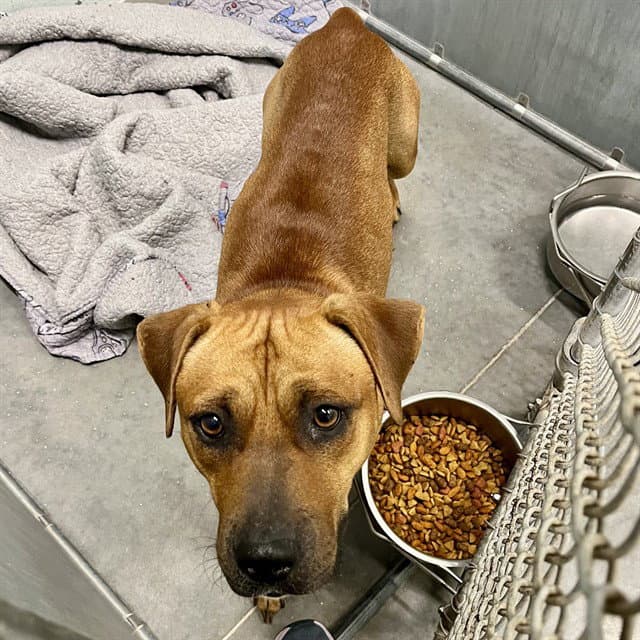 Lester - Black Mouth Cur