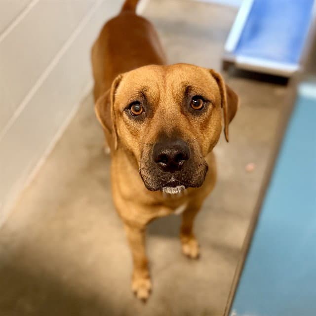 Lester - Black Mouth Cur