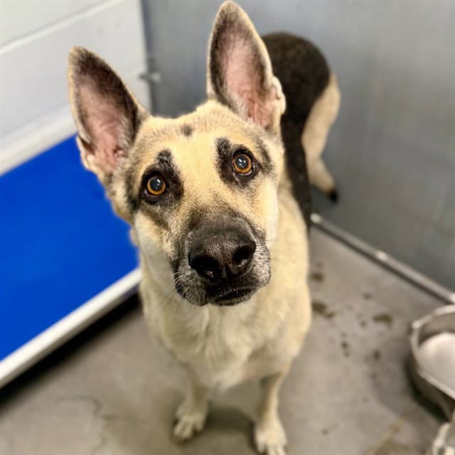 Mary Todd - German Shepherd Dog