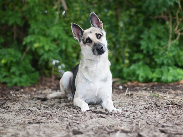 Mary Todd - German Shepherd Dog