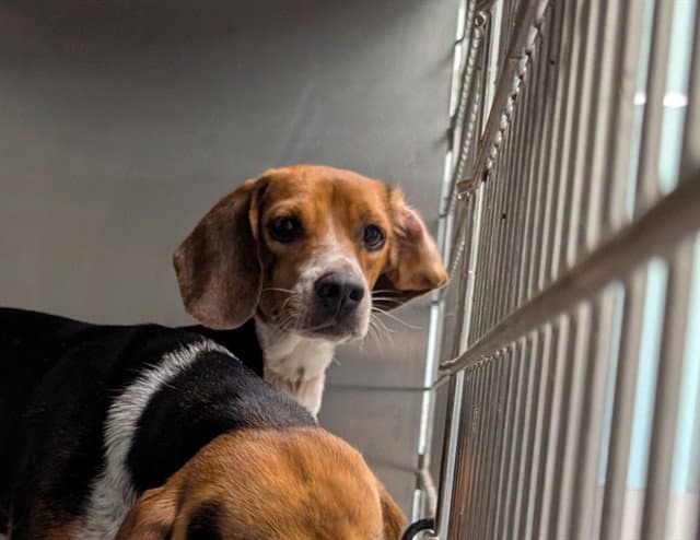Jackie - Beagle