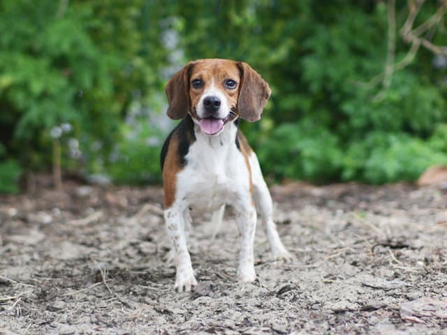 Jackie - Beagle