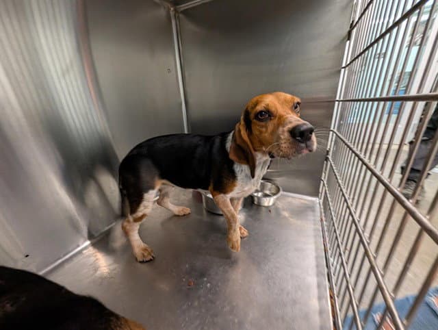 Rosie - Beagle