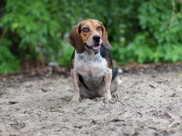 Rosie - Beagle