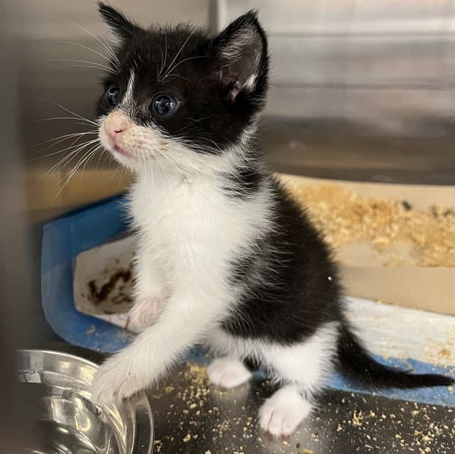 Unknown - Domestic Short Hair