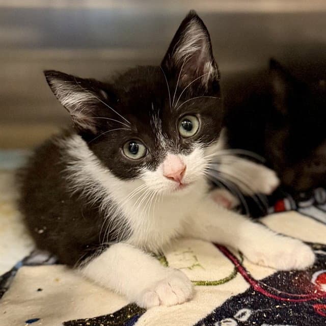 Unknown - Domestic Short Hair