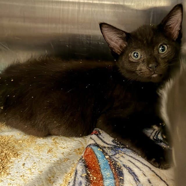 Unknown - Domestic Short Hair