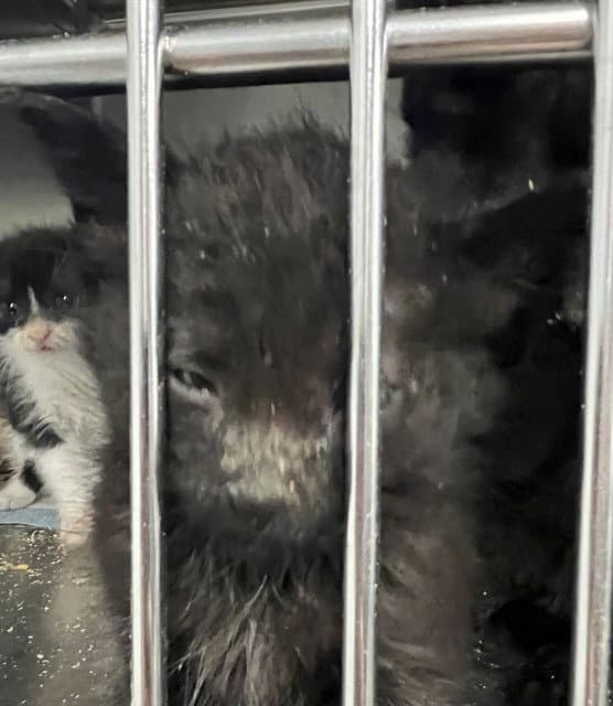 Unknown - Domestic Short Hair