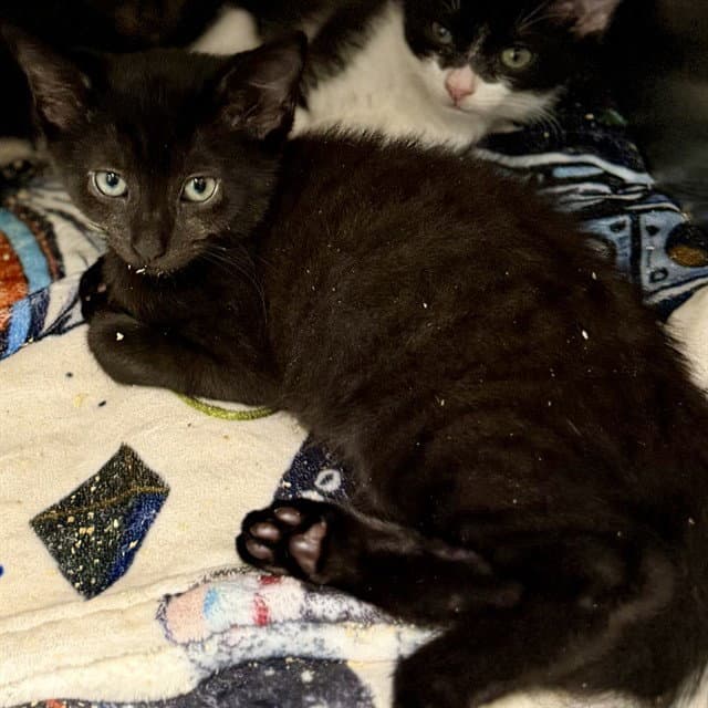 Unknown - Domestic Short Hair