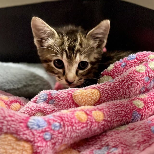 Unknown - Domestic Short Hair