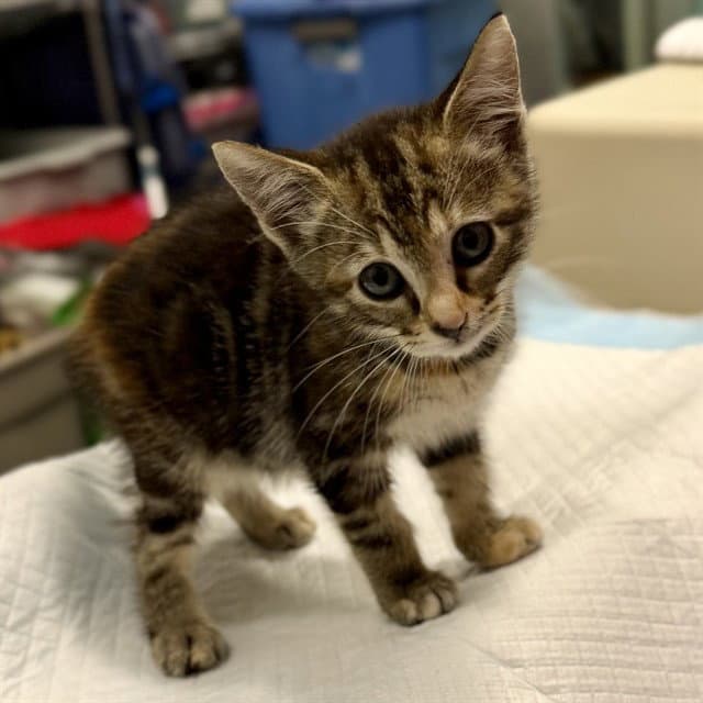 Unknown - Domestic Short Hair
