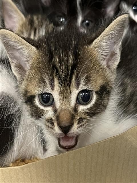 Jefferson - Domestic Short Hair