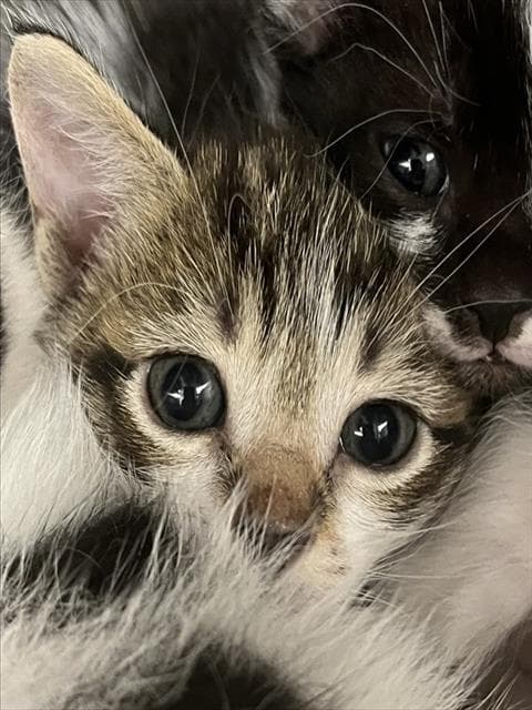 Eliza - Domestic Short Hair