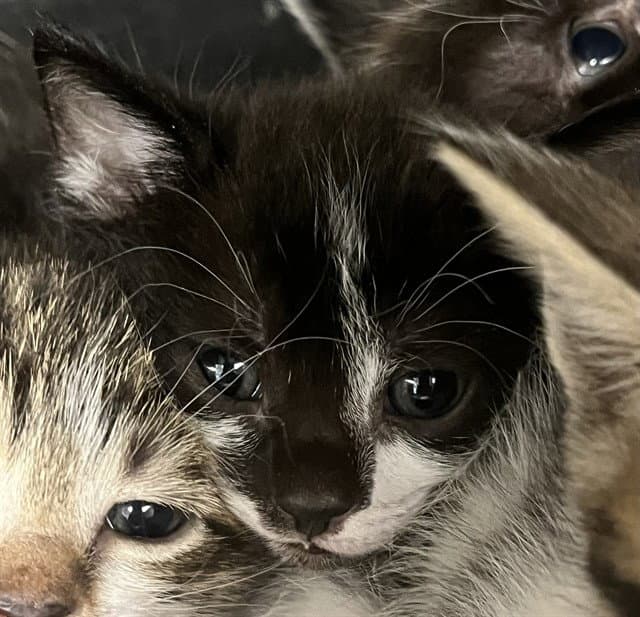 Federalist Papers - Domestic Short Hair